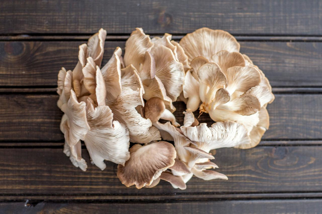 5 Simple Steps on How to Grow Oyster Mushrooms at Home