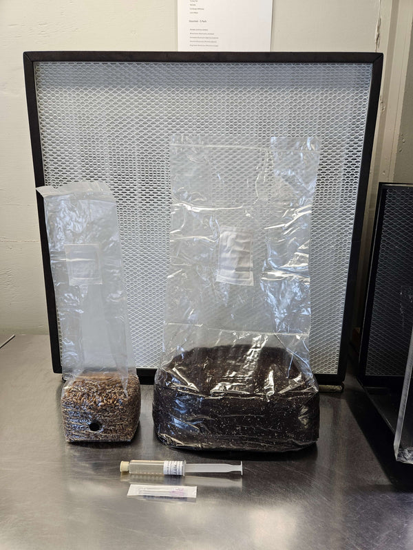 Grain Spawn, Mushroom culture and mushroom substrate in front of a laminar flow hood.