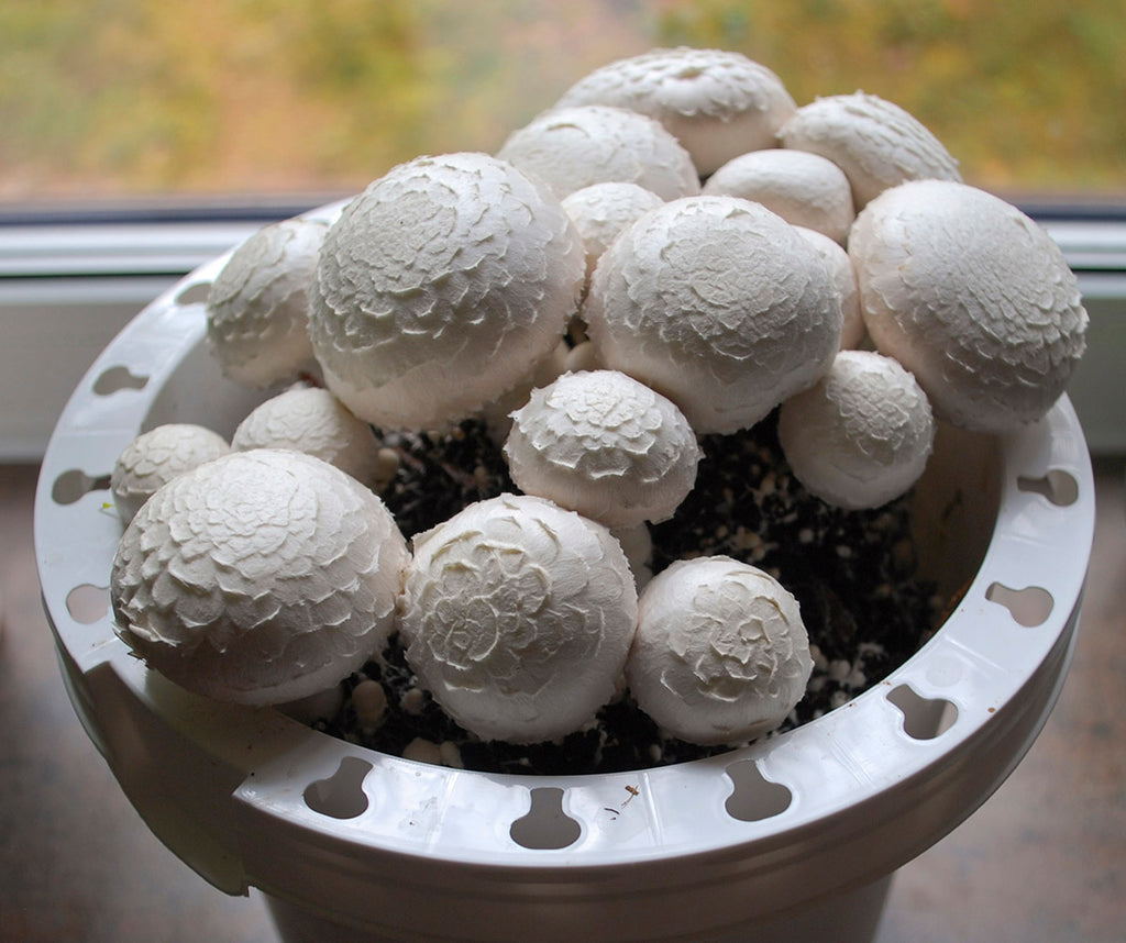 5 Things to Know Before Growing Mushrooms