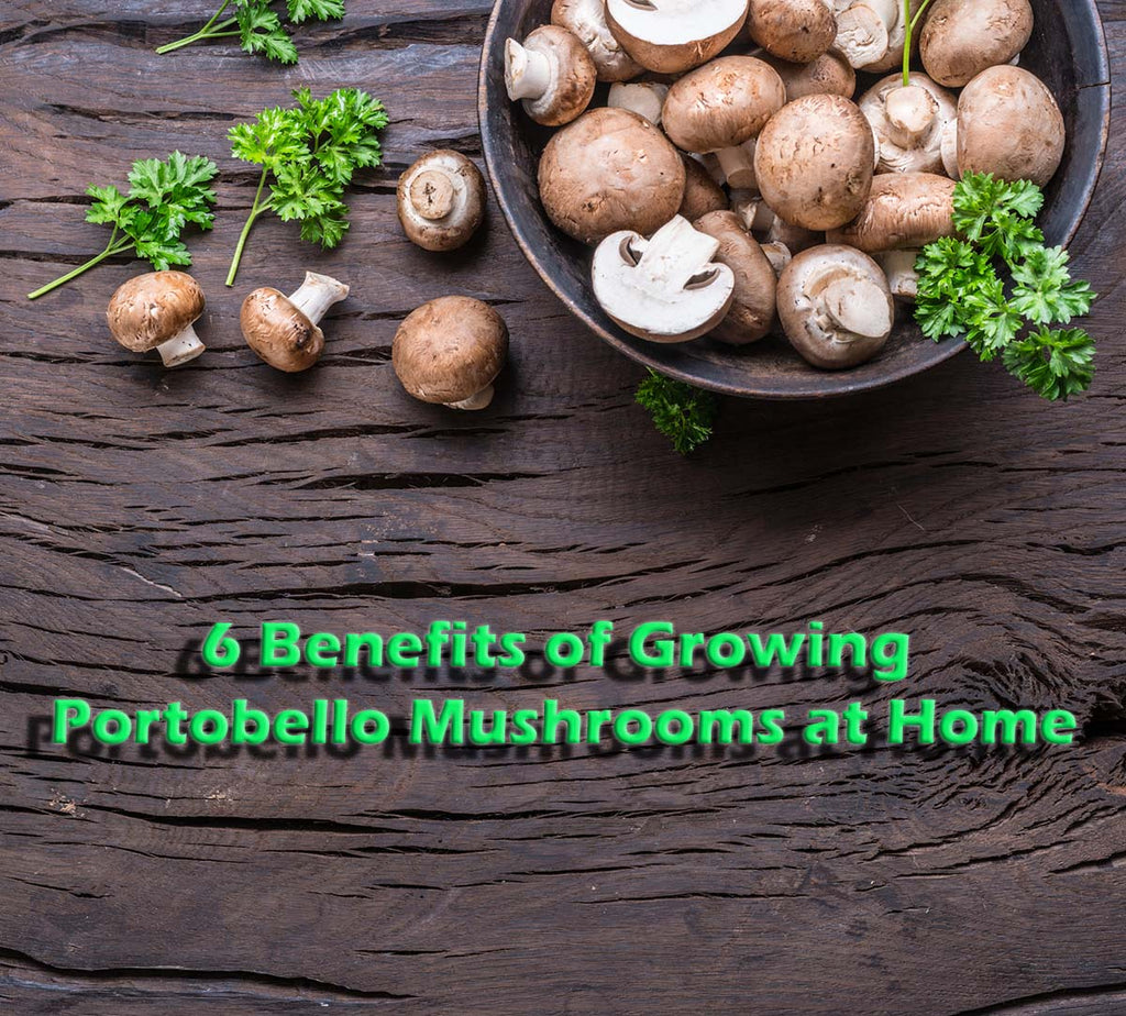 6 Benefits of Growing Portobello Mushrooms at Home