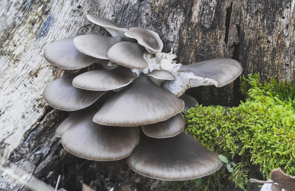 blue oyster mushrooms growing on a tree