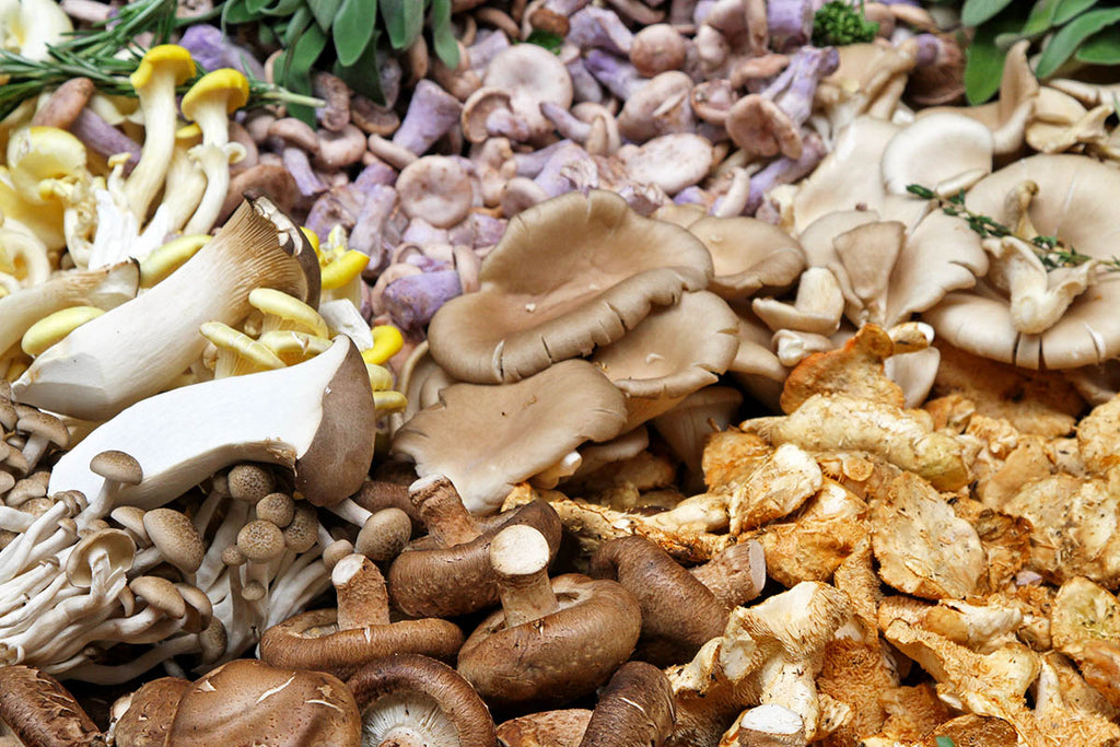 What Types of Mushrooms Can You Grow At Home?