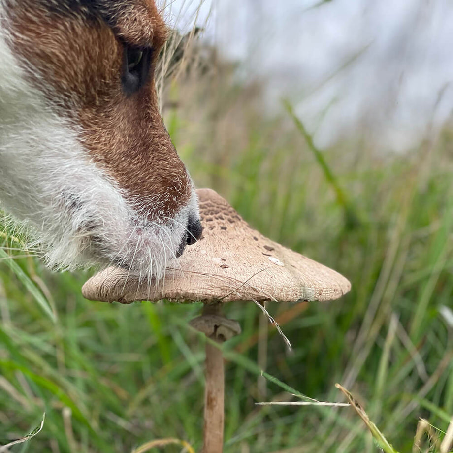 can dogs eat mushrooms Out Grow