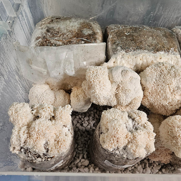 Mushroom Substrate Recipes: 8 Proven Formulas for Mushroom Cultivation