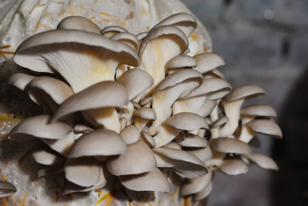 How To Grow Grey Oyster Mushrooms