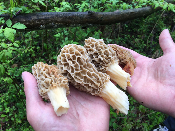 How to Cook Morel Mushrooms