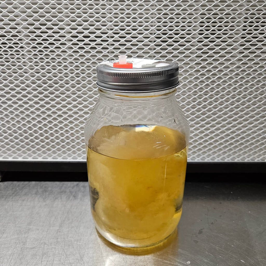 quart jar of liquid culture with mycelium growing in it