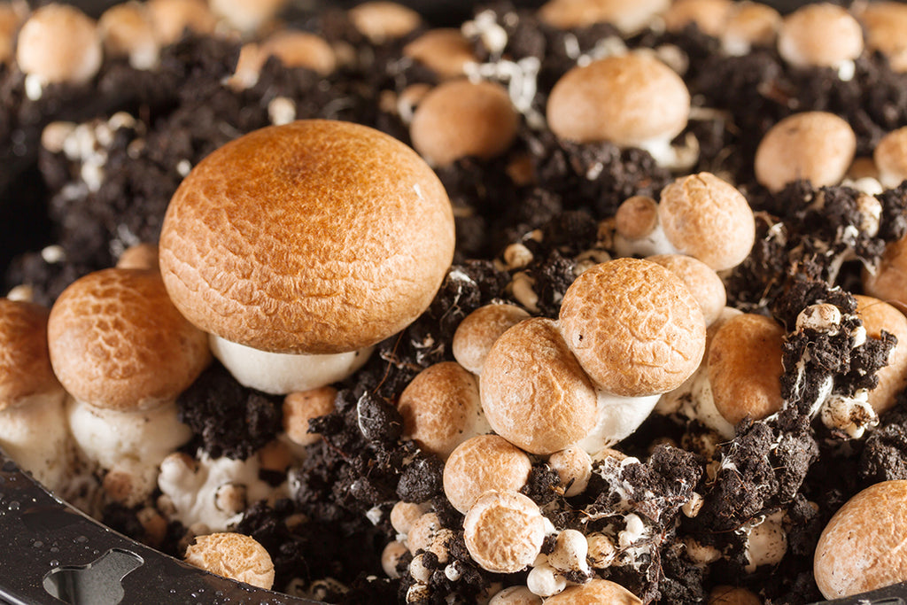 The Role of Nutrients in a Mushroom Substrate