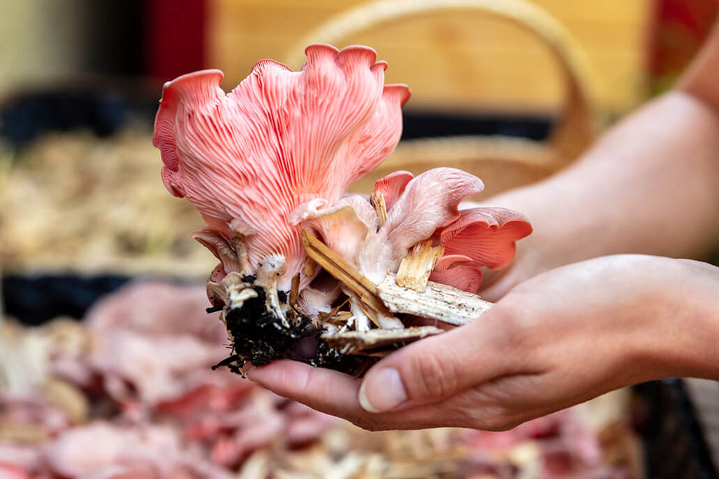 5 Best Mushroom Substrate Recipes for High Yields
