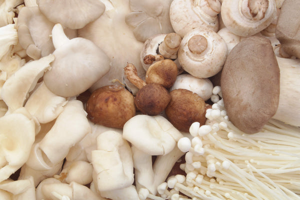 The Easiest Mushrooms to Grow For First-Time Cultivators