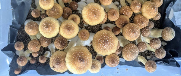 How to Create a Monotub Mushroom Fruiting Chamber