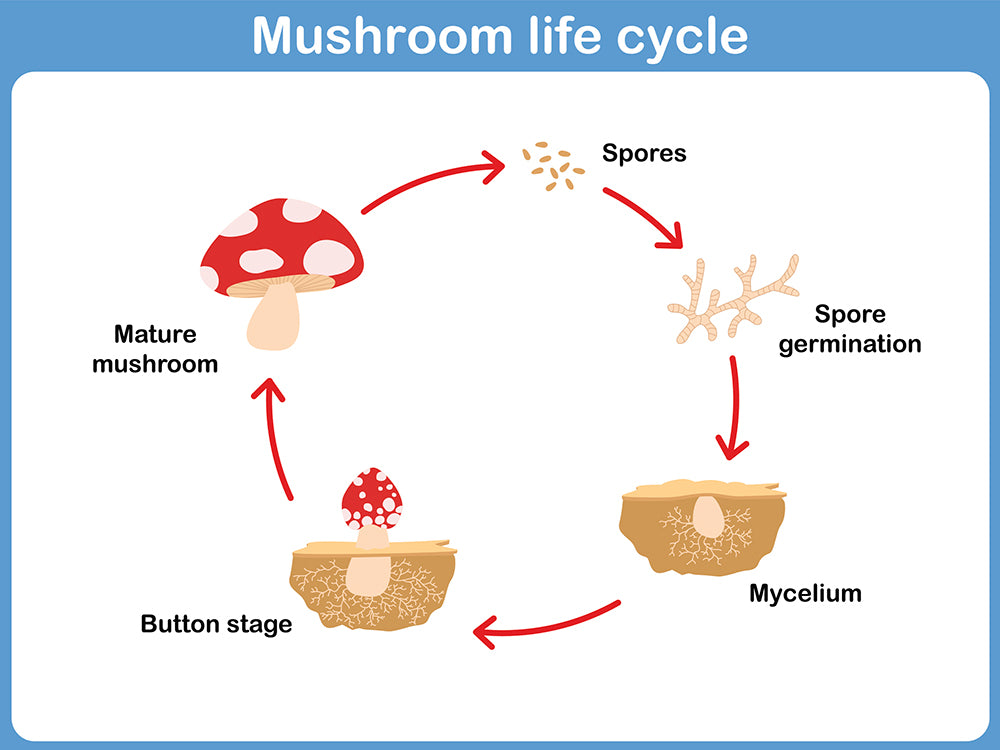 Step-by-Step Breakdown of Mushroom Growth