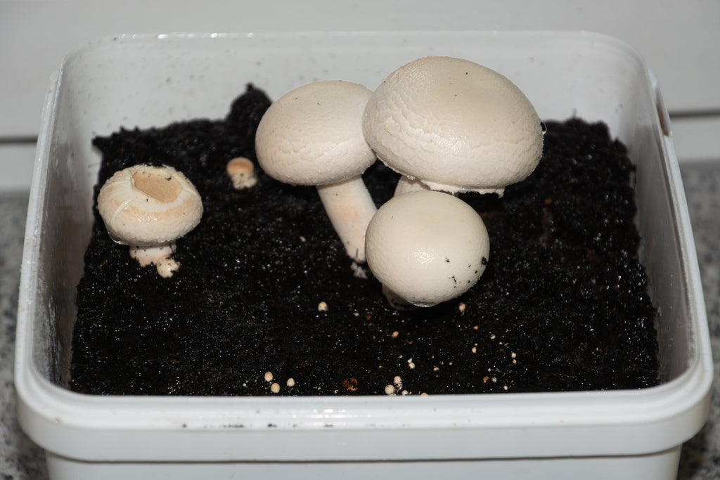 Importance of Sterilizing the Container Mushrooms Are Grown In