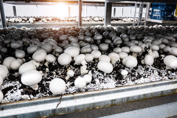 How Commercial Mushroom Farming Works: Cultivation & Market Insights