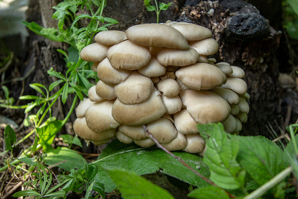 Oyster Mushrooms: A Comprehensive Guide