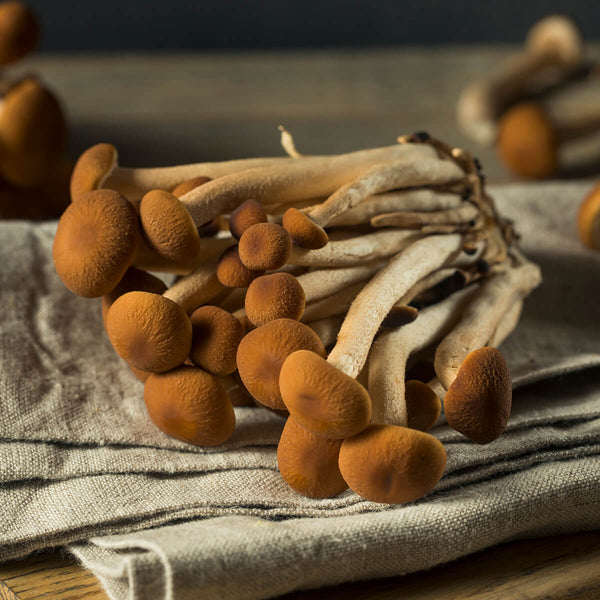 Pioppino Mushrooms: Growing, Health Benefits, and Gourmet Recipes