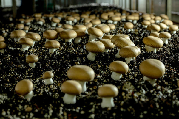 How to Grow Portobello Mushrooms