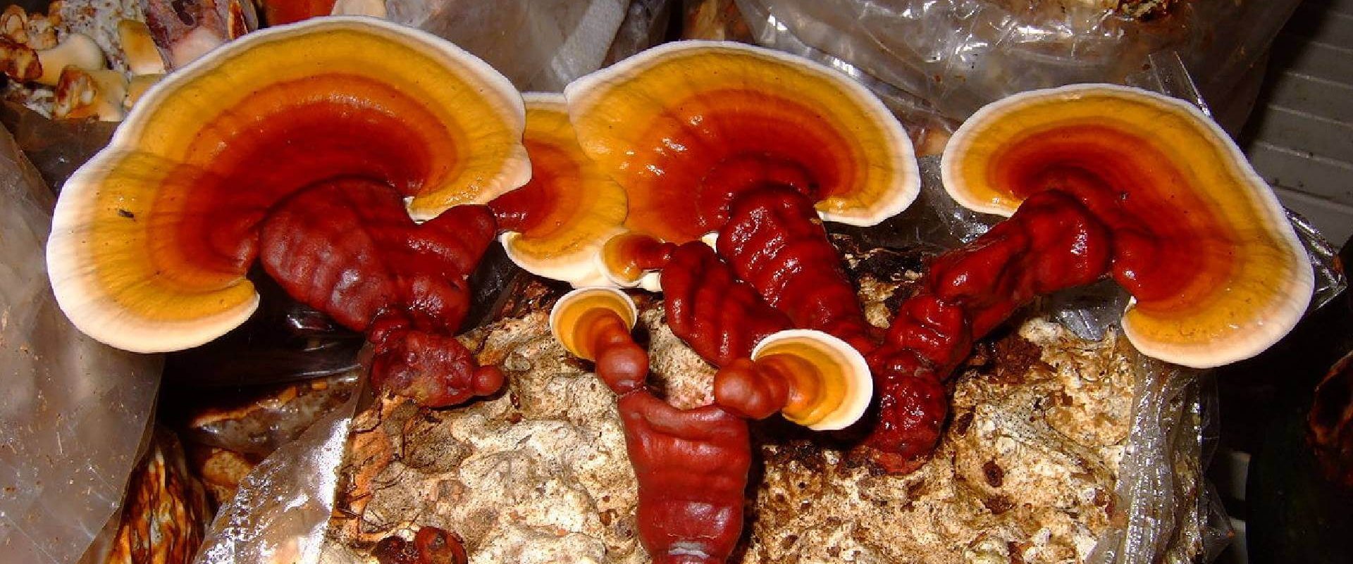 Online Reishi