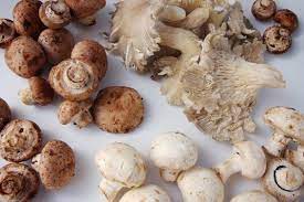 Mushrooms Are an Excellent Meat Replacement Option