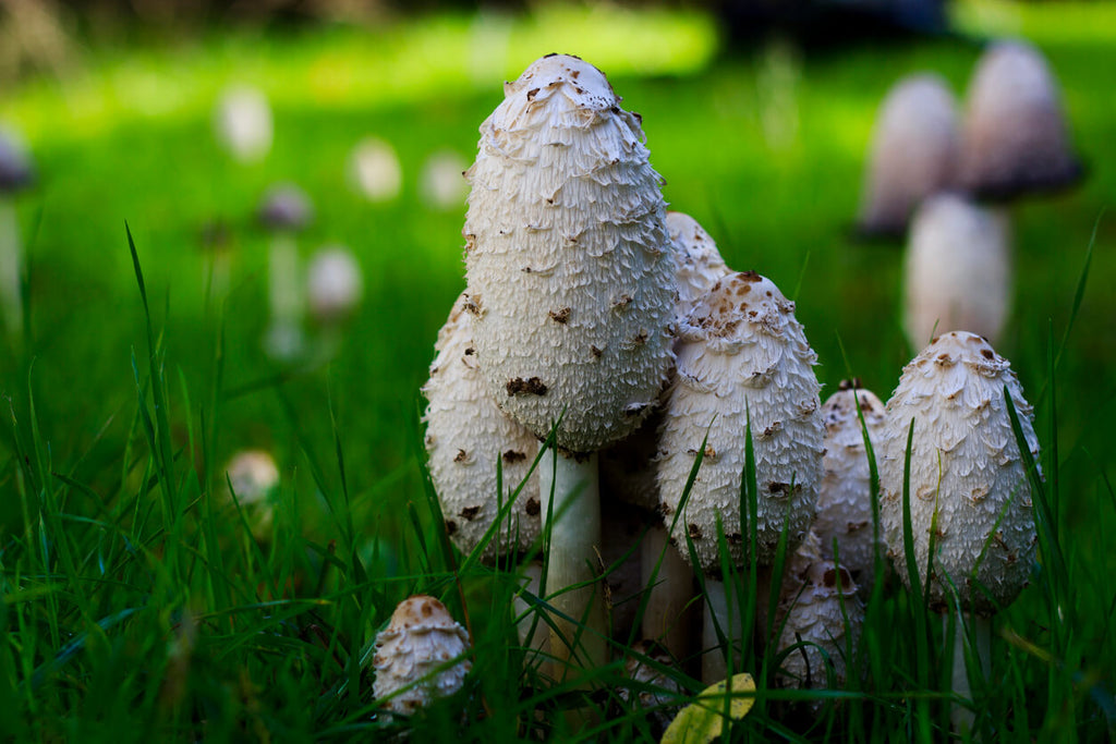 A cluster of Shaggy Mane mushrooms (Coprinus comatus) growing in a grassy field, with their distinctive tall, white, shaggy caps visible.