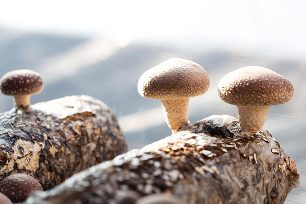 shiitake mushrooms fruiting on a log