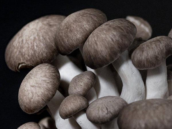 Your Ultimate Guide to Trumpet Mushrooms