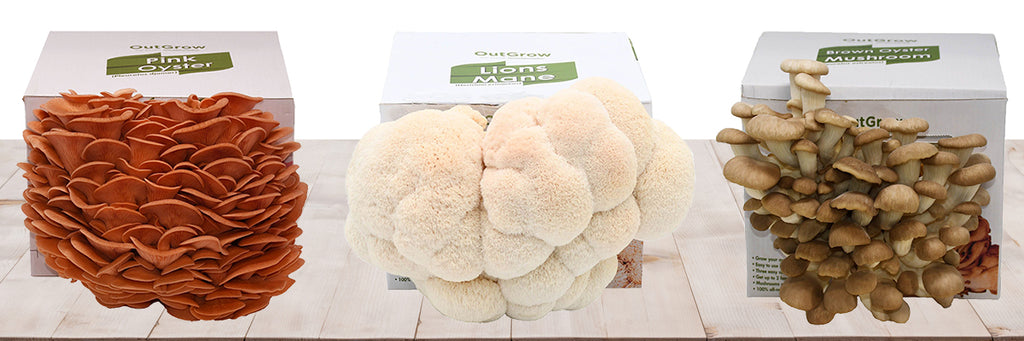 Mushroom Grow Kits