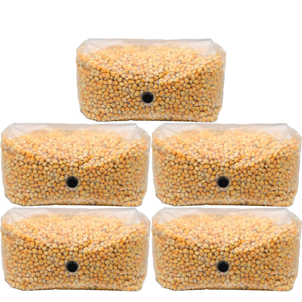 Five sealed mushroom grow bags filled with fully hydrated and sterilized popcorn grains, each weighing five pounds. The bags are tightly wrapped in clear plastic and feature self-healing injection ports, perfect for inoculation and bulk mushroom cultivation.