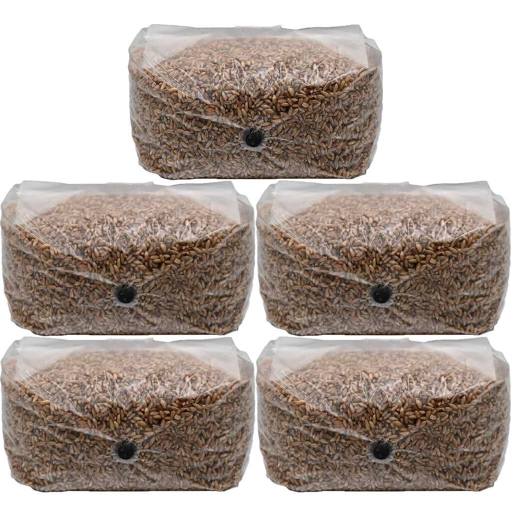 Five sealed mushroom grow bags filled with fully hydrated and sterilized rye berries, each weighing five pounds. The bags are tightly wrapped in clear plastic and feature a self-healing injection port, ideal for inoculation and bulk mushroom cultivation.