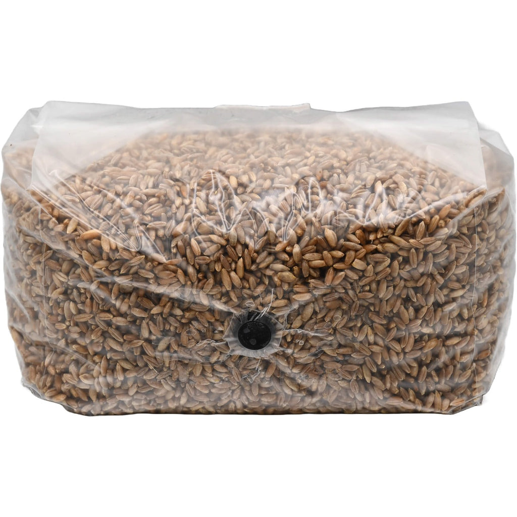 sterilized rye berry grow bag 5lbs folded front