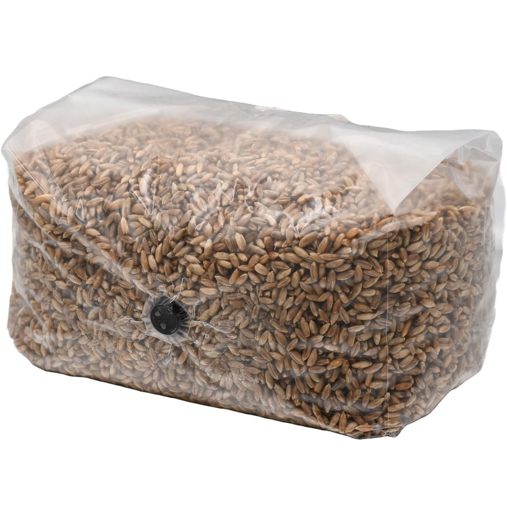 sterilized rye berry grow bag 5lbs folded front