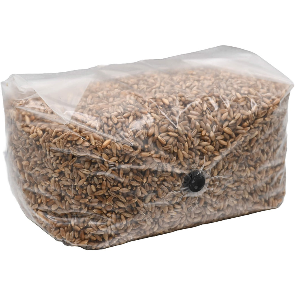 sterilized rye berry grow bag 5lbs folded right