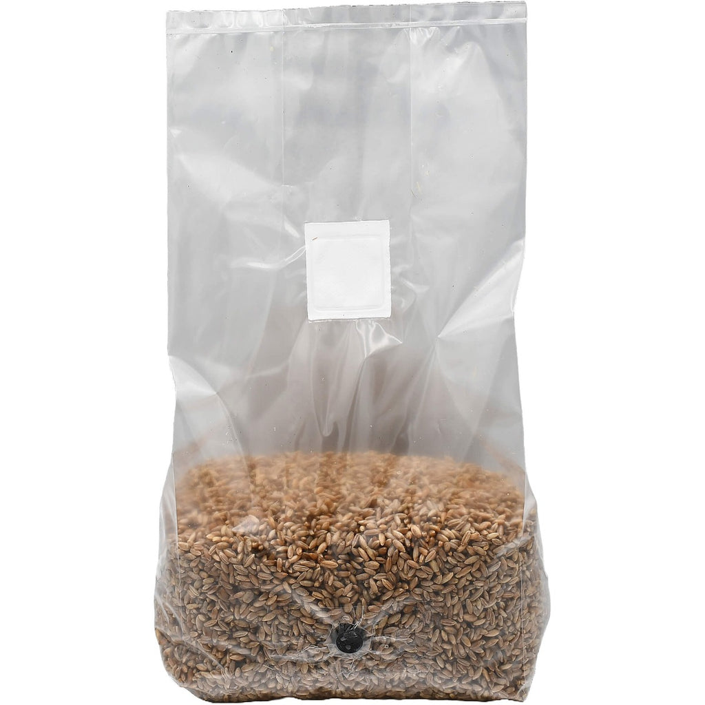 sterilized rye berry grow bag 5lbs standing front