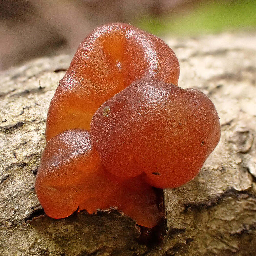 Amber Jelly Mushroom (Exidia crenata) 