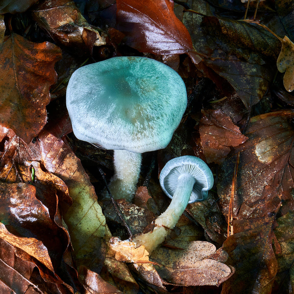 Aniseed Toadstool (Clitocybe odora)