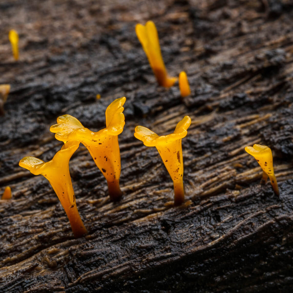 Fan Shaped Jelly Fungus (Dacryopinax spathularia)