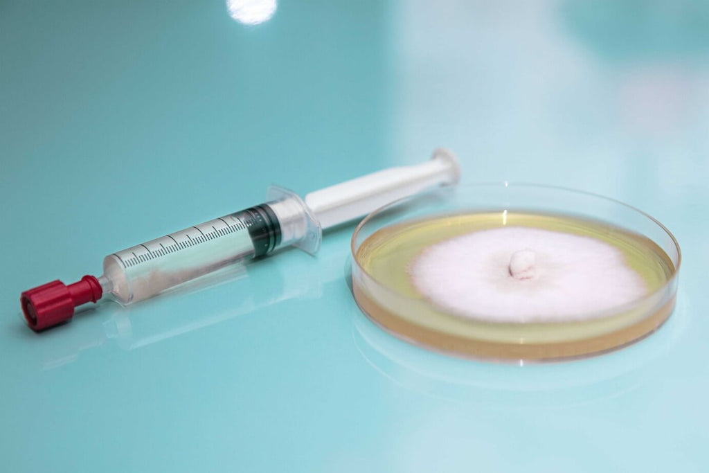 A syringe filled with liquid culture next to a petri dish containing a growing mushroom mycelium, placed on a sterile, light blue surface. The image highlights mushroom culture cultivation for laboratory and commercial use.