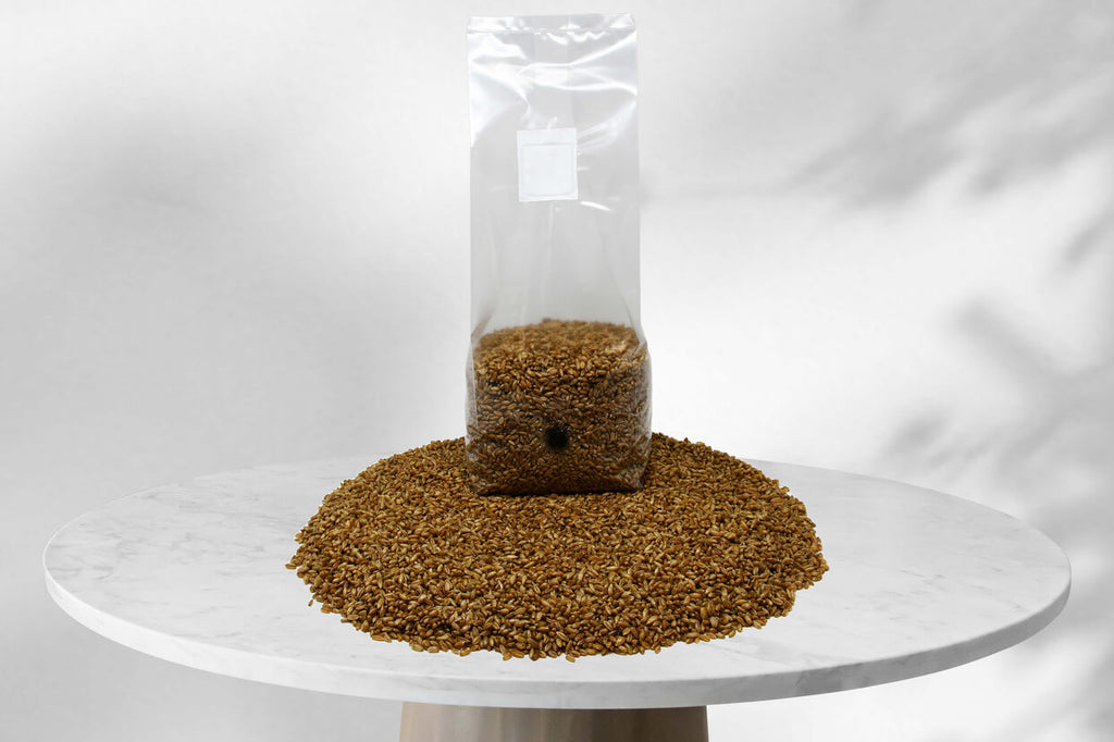 A large, clear plastic bag filled with sterilized grain substrate, placed on a marble table with more grain spread around the base. The image highlights the ready-to-use mushroom substrate designed for inoculation.