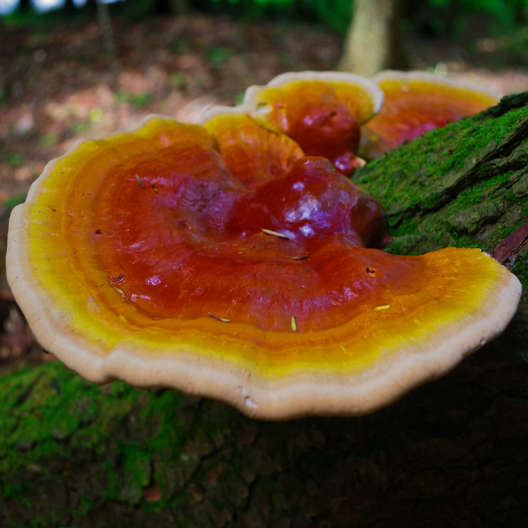 Reishi (Ganoderma lucidum)