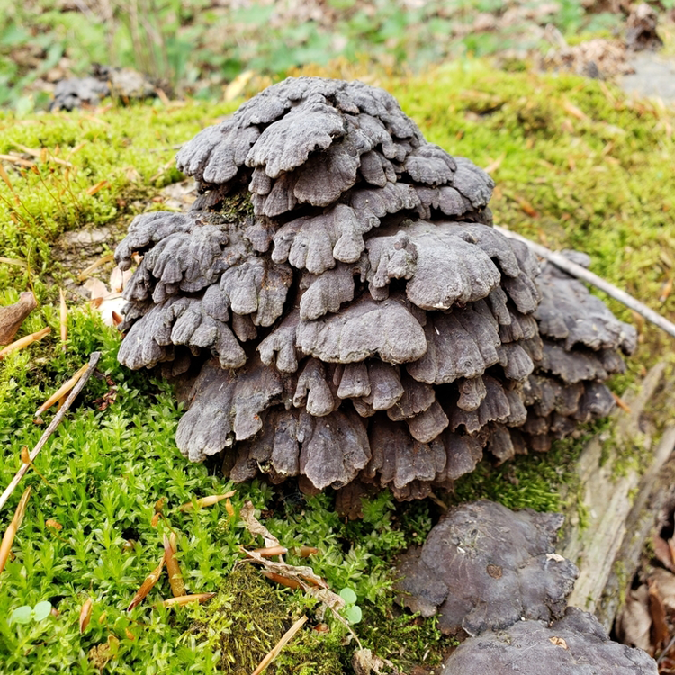 Sweet Knot Mushroom (Globifomes graveolens)