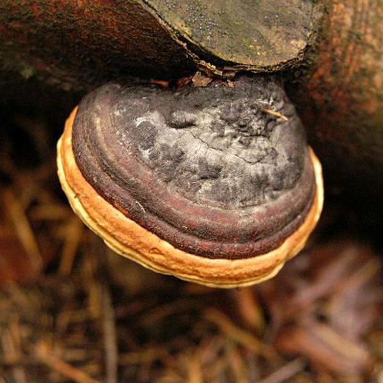 Phellinus linteus