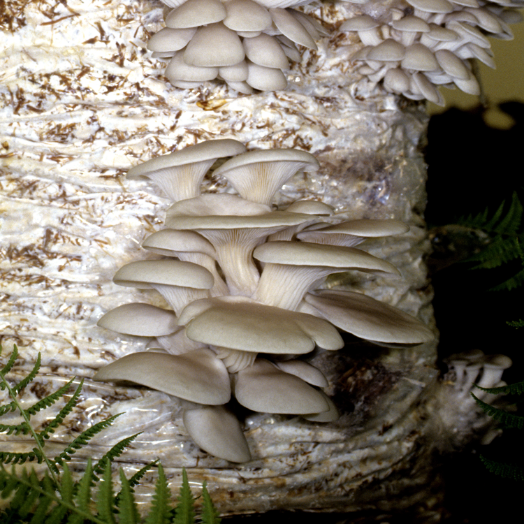 Phoenix Oyster (Pleurotus pulmonarius)