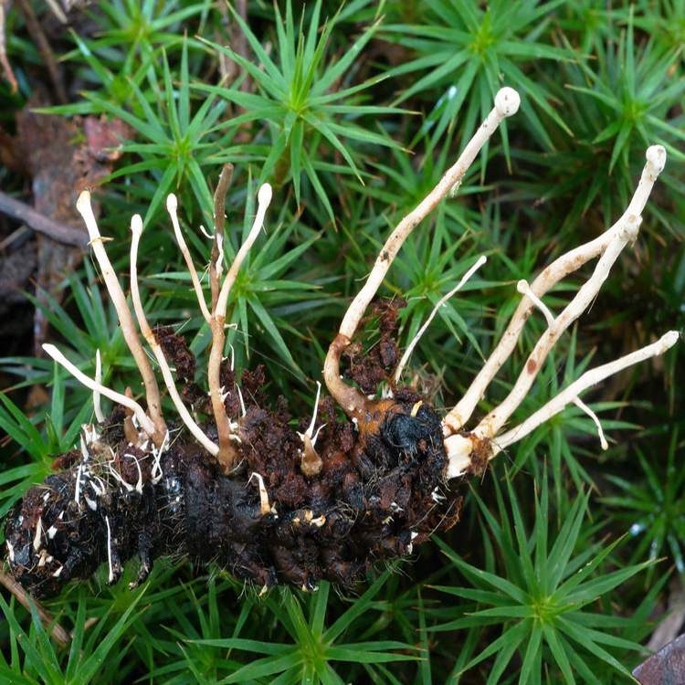 Polycephalomyces species