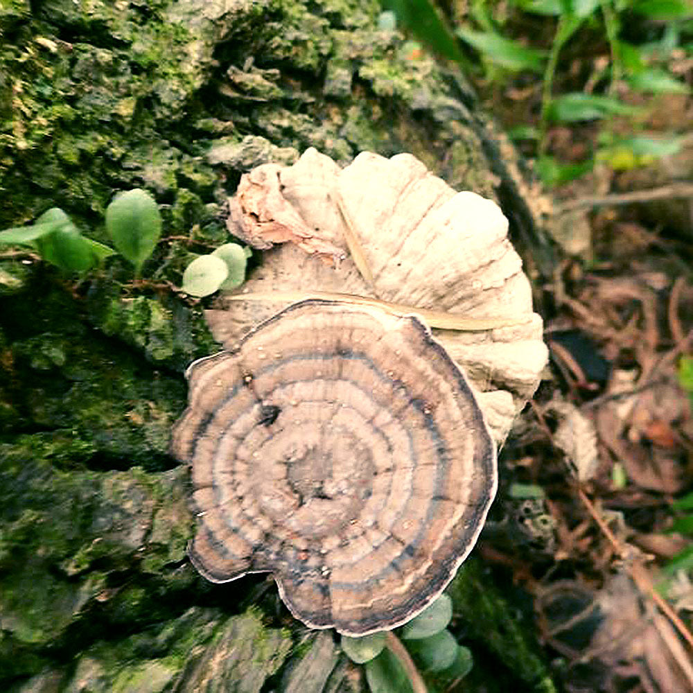 Ornament polypore (Amauroderma rugosum)