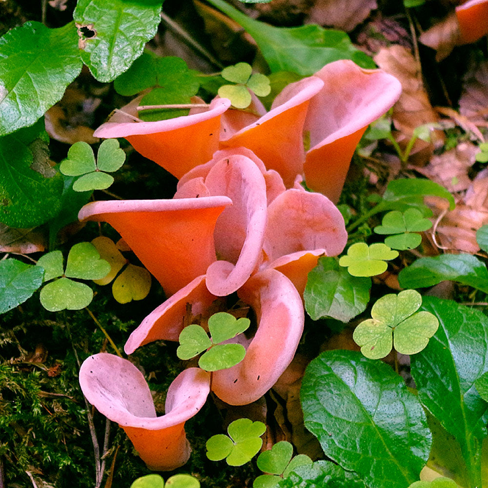 Judas Ear (Auricularia Auricula-Judae)