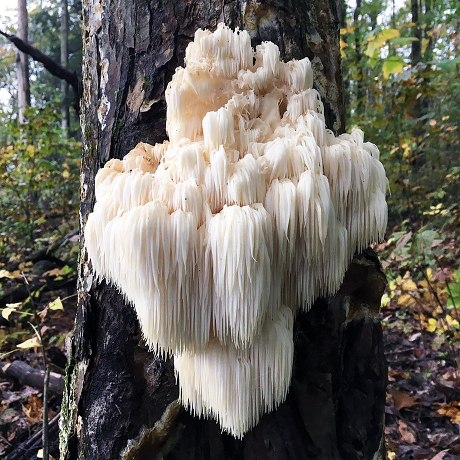 Bears Head Tooth (Hericium Americanum)