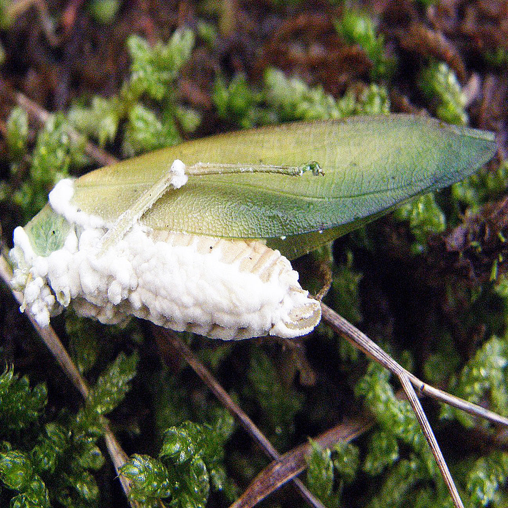 Beauveria bassiana growing on grasshopper