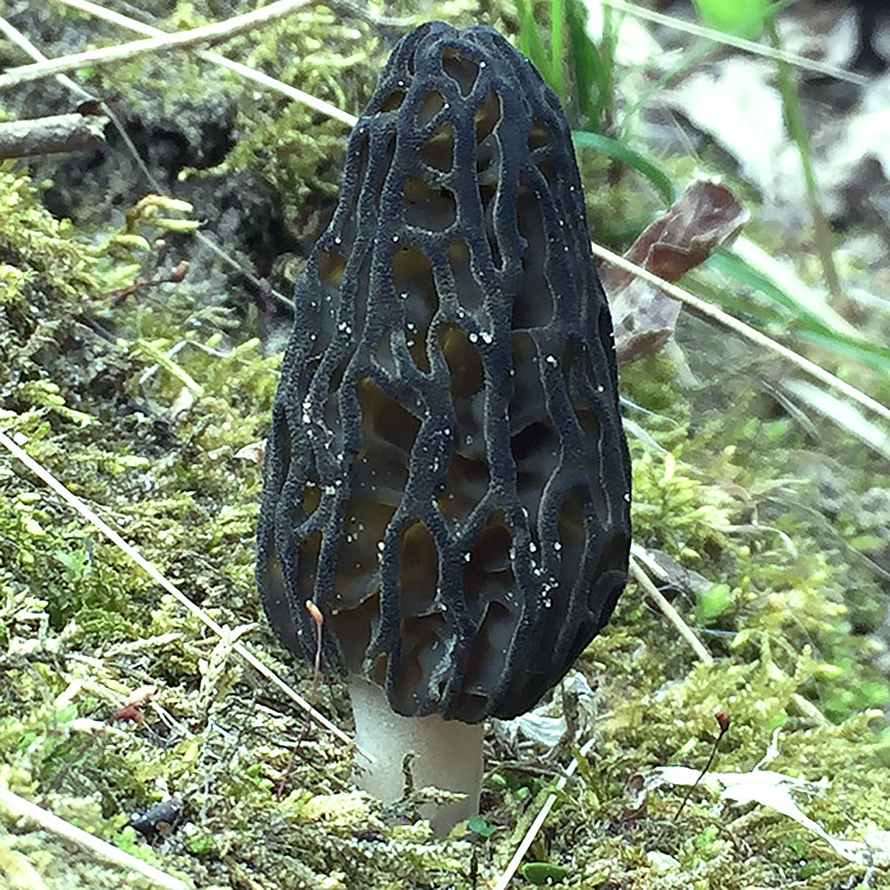 Black Morel (Morchella angusticeps)