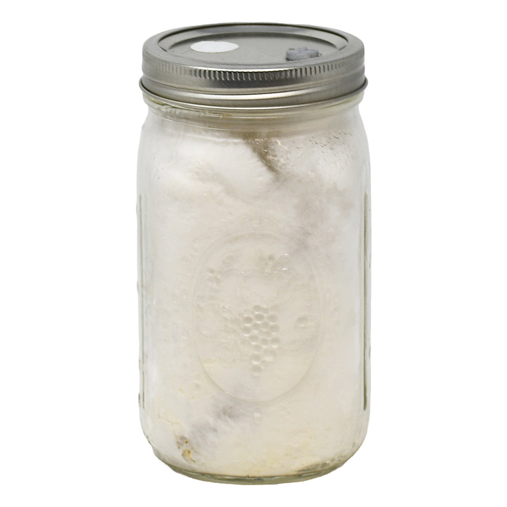 quart jar of blue oyster mushroom spawn