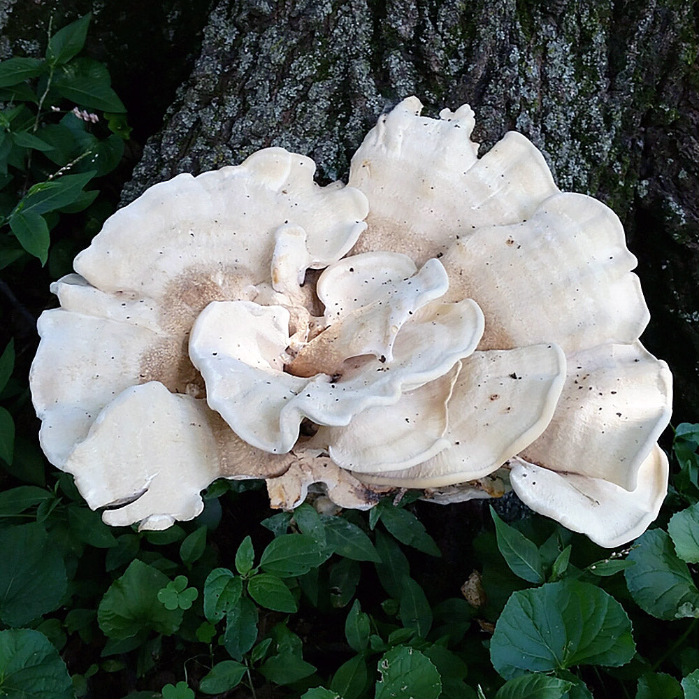 Berkeley's Polypore (Bondarzewia berkeleyi) Growing on a Tree